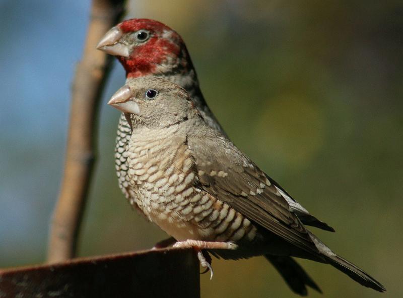 frieda 038.JPG - Rooikopmannetjie en wyfie by voerbak..